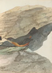 Rock warbler. Lewis, John. Fugle i New South Wales med deres naturlige historie. Sydney- G. Howe, 1813